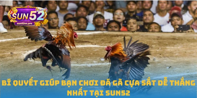 Bí quyết giúp bạn chơi đá gà cựa sắt dễ thắng nhất tại Sun52