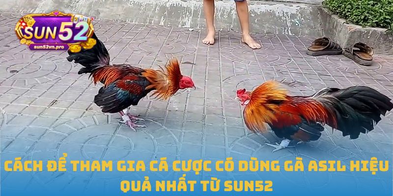 Cách để tham gia cá cược có dùng Gà Asil hiệu quả nhất từ Sun52