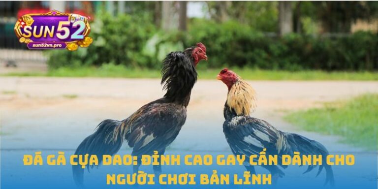 Đá gà cựa dao