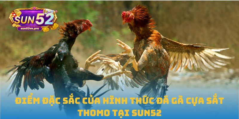 Đá Gà Cựa Sắt Thomo: Đấu Trường Gay Cấn, Chuyên Nghiệp 3 Điểm đặc sắc của hình thức đá gà cựa sắt Thomo tại Sun52