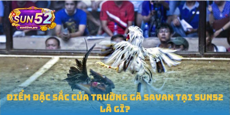 Điểm đặc sắc của Trường gà Savan tại Sun52 là gì?