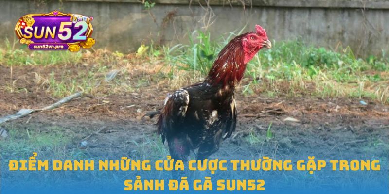 Điểm danh những cửa cược thường gặp trong sảnh đá gà Sun52