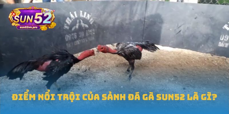 Điểm nổi trội của sảnh đá gà Sun52 là gì?