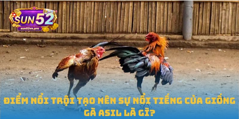 Điểm nổi trội tạo nên sự nổi tiếng của giống Gà Asil là gì?