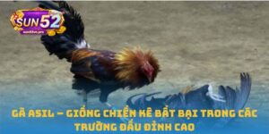 Gà Asil