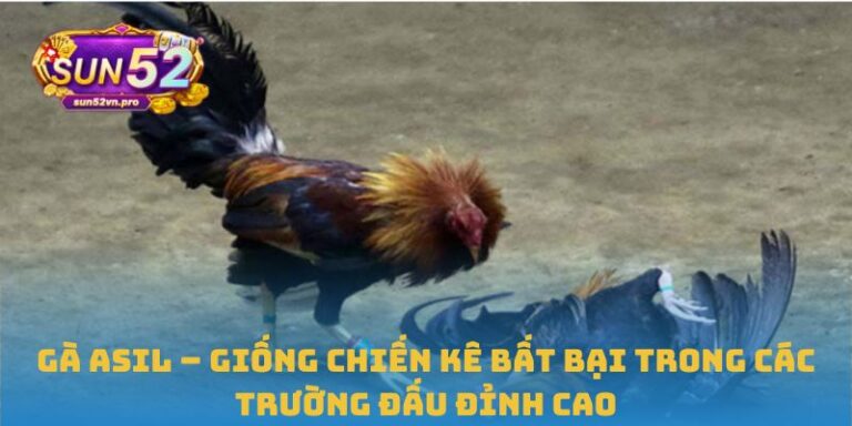 Gà Asil