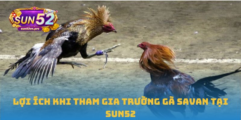 Lợi ích khi tham gia Trường gà Savan tại Sun52