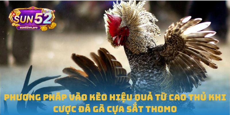 Đá Gà Cựa Sắt Thomo: Đấu Trường Gay Cấn, Chuyên Nghiệp 2 Phương pháp vào kèo hiệu quả từ cao thủ khi cược đá gà cựa sắt Thomo