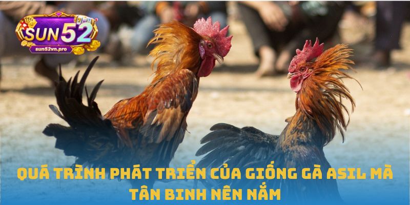 Quá trình phát triển của giống gà Asil mà tân binh nên nắm