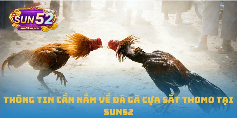 Đá Gà Cựa Sắt Thomo: Đấu Trường Gay Cấn, Chuyên Nghiệp 1 Thông tin cần nắm về đá gà cựa sắt Thomo tại Sun52